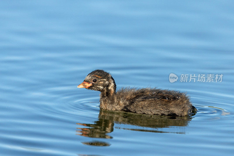 年幼的小灰鼠(学名:Tachybaptus ruficollis)